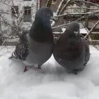 Pigeon AI #24