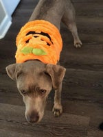 No no no no no no no wait wait wait wait meme