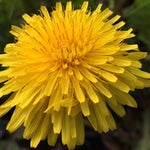 Oh look a dandelion! Meme (Edit HQ)