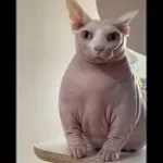 Christmas NIGG3RS-DJ JAREK #1 SESSION FEAT ASTXR_O