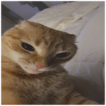 Maroon 5 Memories Family Guy Simpsons Cover