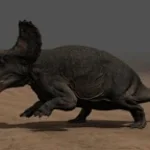 Triceratops roar