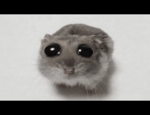 Sad Hamster Violin Meme (Full)